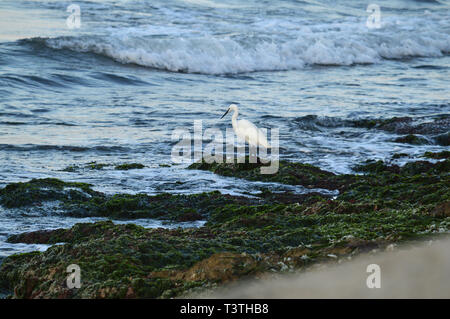 Close-up of a Beautiful Little Egret, Egretta Garzetta, Seascape, Sicily, Italy, Europe Stock Photo