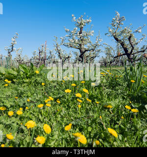 yellow dandelions and pear trees blossom in spring under blue sky in the netherlands Stock Photo