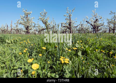 yellow dandelions and pear trees blossom in spring under blue sky in the netherlands Stock Photo