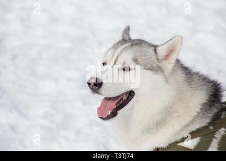 Cute siberian husky is yawning on a bright sunny day in the park. Pet animals. Purebred dog. Stock Photo