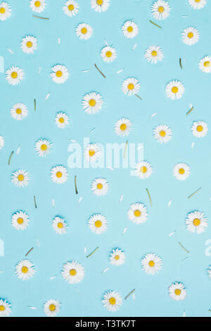 Pattern made of chamomiles, petals, leaves on pastel blue background. Spring, summer concept. Flat lay, top view, copy space Stock Photo