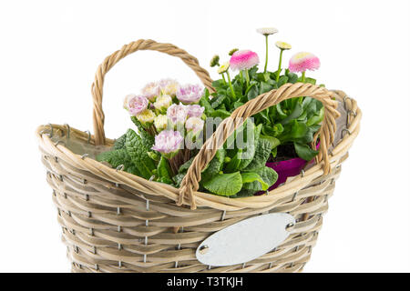 Spring flowers in the basket isolated. Primular and Bellis Perennis. Stock Photo