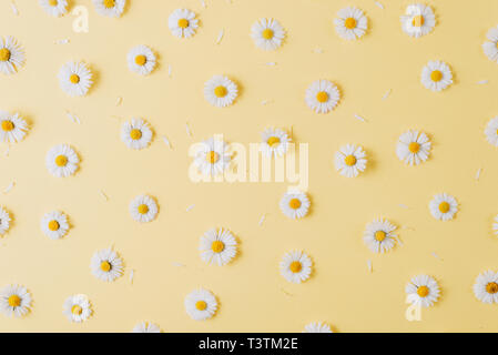 Flowers composition. Pattern made of chamomiles, petals on pastel yellow background. Spring, summer concept. Flat lay, top view, copy space Stock Photo