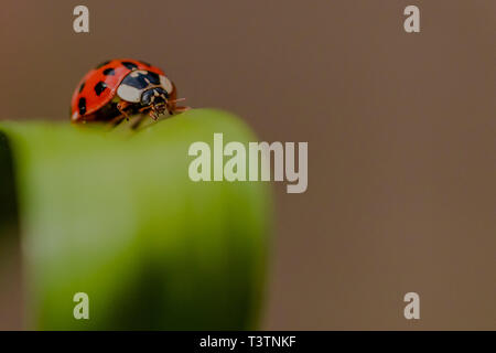 A harlequin ladybird (Harmonia axyridis) close up with copy space. Stock Photo