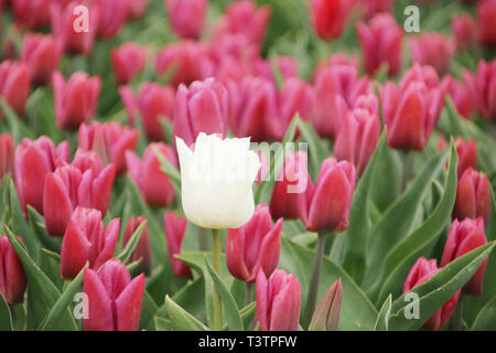 Red tulips with single white in rows on  a flowerbulb field in Nieuwe-Tonge in the netherlands during springtime season and fog Stock Photo