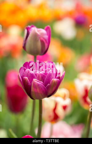 Outstanding colorful tulip flower bloom in the spring garden Stock ...