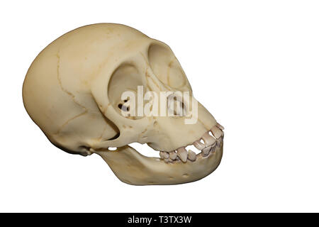 Young Chimpanzee Skull Stock Photo