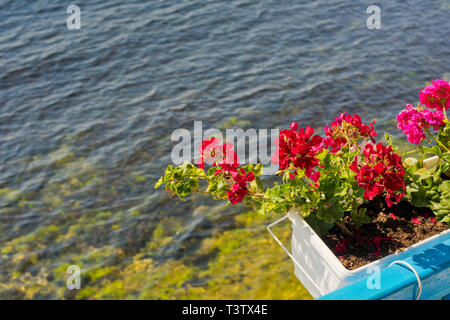 Geranium in a pot against the background of the sea. Stock Photo