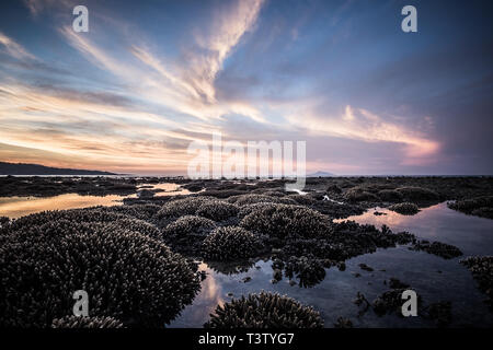 Stunning view of Coral Reef as a Foreground and Background of Colorful Sunrise during Low Tide on the Beach in Phuket - THAILAND