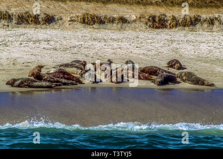 Harbor seals on a Cape Cod beach in Massachusetts Stock Photo