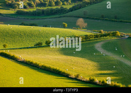 Spring evening on the South Downs in West Sussex, England. Stock Photo