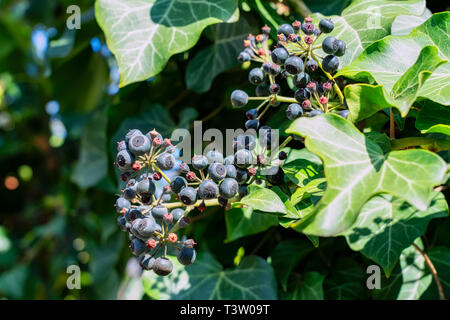 Ivy, Hedera helix is an evergreen climbing plant growing high where suitable surfaces (trees, cliffs, walls) are available Stock Photo