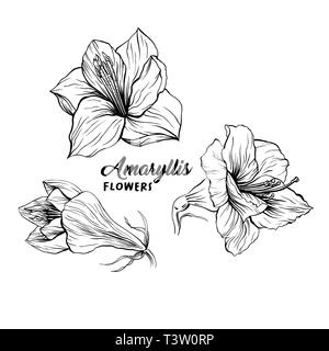 Amaryllis hand drawn vector illustration. Hippeastrum ink pen sketch. Flower outline freehand drawing. Blooming, blossom. Floral clipart set. Greeting card isolated monochrome design element Stock Vector