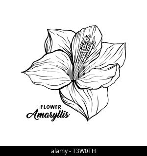 Amaryllis hand drawn vector illustration. Hippeastrum ink pen sketch. Flower outline freehand drawing. Blooming, blossom. Floral clipart set. Greeting card isolated monochrome design element Stock Vector