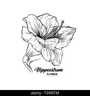 Amaryllis hand drawn vector illustration. Hippeastrum ink pen sketch. Flower outline freehand drawing. Blooming, blossom. Floral clipart set. Greeting card isolated monochrome design element Stock Vector