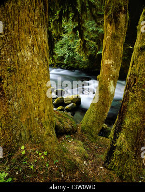 AA00616-01...WASHINGTON - The Lillian River from the Elwha River Trail in Olympic National Park. Stock Photo