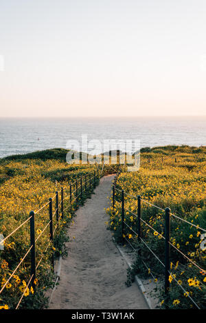 Yellow flowers and trail at Dana Point Headlands Conservation Area, in Dana Point, Orange County, California Stock Photo