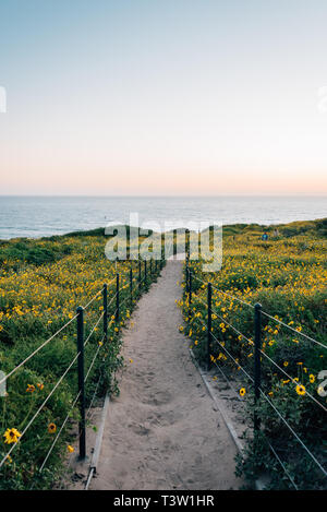 Path and yellow flowers at sunset, at Dana Point Headlands Conservation Area, in Dana Point, Orange County, California Stock Photo
