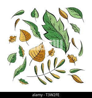 Autumn leaves hand drawn illustrations set. Flying isolated cliparts. Fresh green, autumnal yellow leaf collection. Oak, birch, walnut trees foliage drawings. Greeting card natural design elements Stock Vector