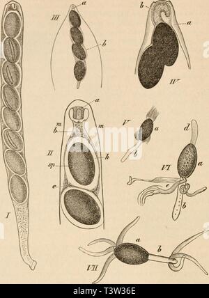 Archive image from page 111 of Die pilze in morphologischer, physiologischer,. Die pilze in morphologischer, physiologischer, biologischer und systematischer beziehung  diepilzeinmorpho00zopf Year: 1890  92 Die Pilze    (B. 669.) F'g- 60. I 540 fach. Schlauch von Sordaria (Ilypocopra) Brcjcldii Z. mit seinen 8 halbreifen Sporen, welche verkettet sind durch die äussere vergallertcte Membranschicht der Sporen. II 900 fach. Oberes Ende eines solchen Schlauches, in Jod liegend. a Die weit in den Schlauch hinein vorspringende Kingfalte, im optischen Durchschnitt wie zwei Zapfen erscheinend, b Epipl Stock Photo