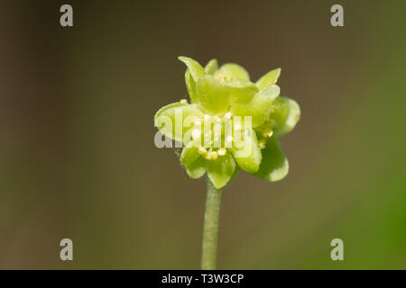 Close-up of a moschatel spring flowering wildflower, also called town hall clock (Adoxa moschatellina), UK Stock Photo