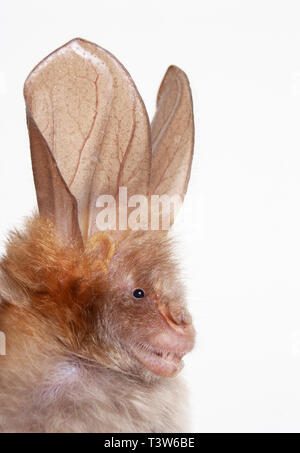 Hairy slit-faced bat (Nycteris hispida), Kenya. Stock Photo