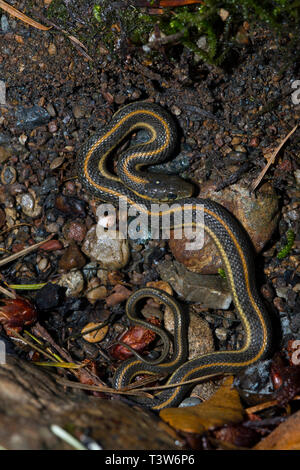 I picked up a small rock in a dry stream bed on Mount Tamalpais' Cataract Creek and found this young garter snake. Still torpid from its rest, it rema Stock Photo