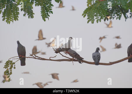 Pigeons sitting on tree branch and pigeons flying in the background. Stock Photo