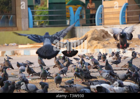 Flock of Pigeons flying and sitting on ground Stock Photo