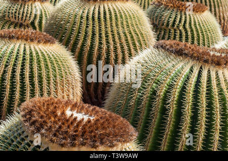 Close up of round cacti sitting close to each other in the cactus gardens on the island of Lanzarote in the Canary Islands