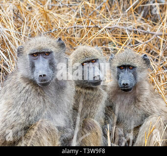 A trio of young Chacma Baboons sitting in Southern African savanna Stock Photo