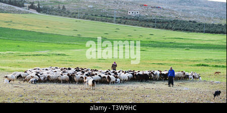 Sheep herding in the mountainous region of central Jordan. Stock Photo