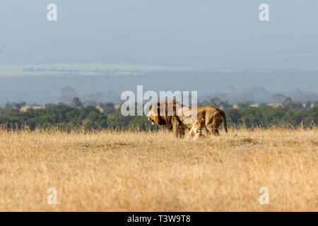 A mating pair of lions standing in dense bushveld looking alert Stock ...