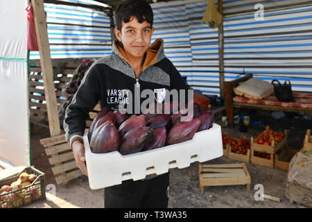 A Jordanian boy holding a crate of eggplants in a small shop on the Al-Karak Hwy. Stock Photo