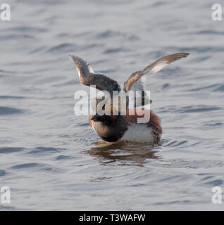 Black, Necked Grebe,  Podiceps, nigrcollis Stock Photo