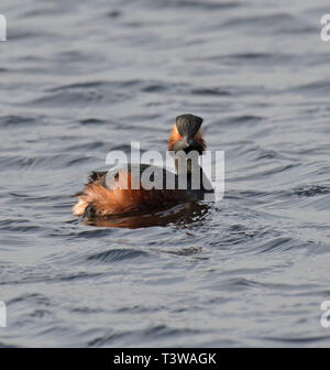 Black, Necked Grebe,  Podiceps, nigrcollis Stock Photo