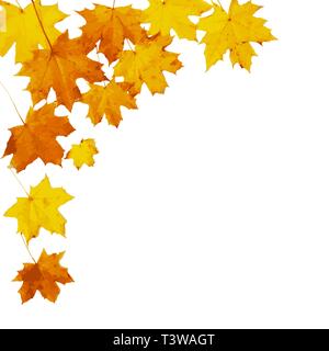 Autumn maple leaves isolated on white. Vector illustration Stock Vector