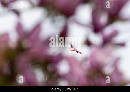 The U.S. flag flying on the top of the White House framed by Magnolia tree blossoms during spring along the South Lawn of the White House April 8, 2019 in Washington, DC. Stock Photo