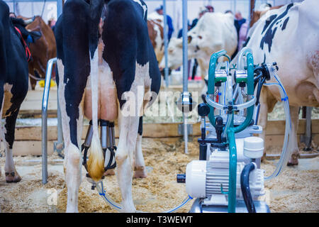 Automated milking equipment at dairy farm Stock Photo