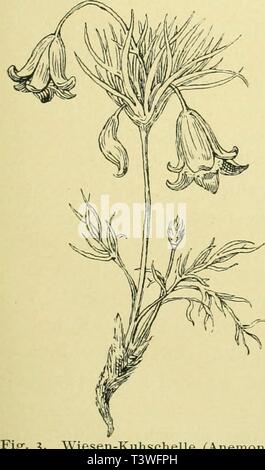 Archive image from page 34 of Die Pusztenflora der grossen ungarischen. Die Pusztenflora der grossen ungarischen Tiefebene  diepusztenflorad00woen Year: 1899  5. 2. Frühlings-Adonis (Adonis vernalis L.). Stock Photo
