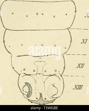 Archive image from page 39 of Die Schmetterlinge Europas (1908). Die Schmetterlinge Europas  dieschmetterling01hofm Year: 1908  xxvm Abriß der Geschichte der Schmetterlingskunde.    Fis- ''- Bauchseite der letzten Hinlerleibsringe einer Agrolis- raupe. Die Wurzfu sind iliirch Kreischen mit Stricli angegeben; die ersten Anlügt-n der äusseren Genitalien auf den letzten heiden (;(?) Segmenten -ichtbar Die Ziffern bedeuten die Sementzablen. Das scbralfiert wiedei-gegebene Seg- ment XIV nitht bezeichnet. Häkchen besetzt ist, welche einwärts gebogen und zum Umfassen von Gegenständen eingerichtet sin Stock Photo