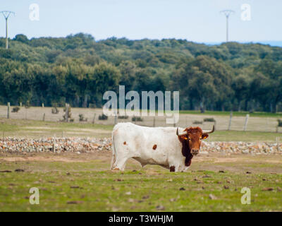 A cow of berrenda en colorado breed cows grazing in the dehesa in Salamanca (Spain). Ecological extensive livestock concept Stock Photo