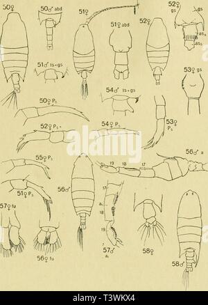 Archive image from page 74 of Die Planctoncopepoden der Adria Versuch Stock Photo