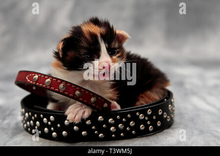 Few weeks old norwegian forest cat kitten with red  and black staple collar Stock Photo