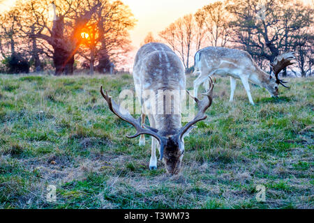 Deer in Richmond Park - Greater London, England Stock Photo