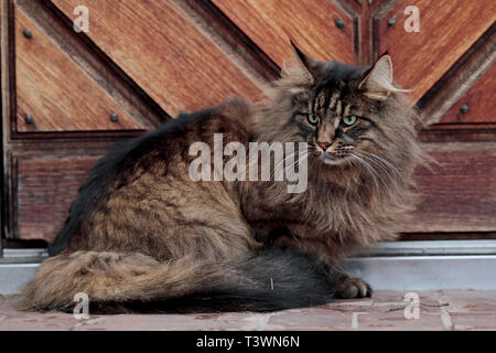 Black tabby angry looking norwegian forest cat male in front of a brown door Stock Photo