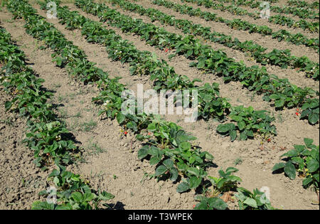 bed of strawberries in the garden. Growing strawberries in rows. Strawberry blossoms and bears fruit. Stock Photo