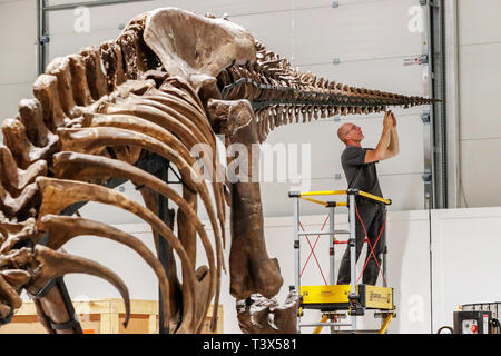 Glasgow, UK. 12th Apr 2019. For 15 weeks from Thursday 18th April 2019, Glasgow's Kelvin Hall will host the world's only real touring TYRANNOSAURUS REX skeleton. The 39foot long skeleton weighing 5000kg (the same as 4 Mini Coopers) is an incredibly rare and important fossil and at the Kelvin Hall will form the centrepiece of the 'T.Rex in Town' major interactive exhibition to educate visitors on the history of this iconic and ferocious dinosaur species. The skeleton is being assembled by FRED DEURHAN and REMMERT SCHOUTEN from Naturalis Biodiversity Centre Credit: Findlay/Alamy Live News Stock Photo