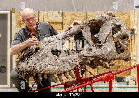 Glasgow, UK. 12th Apr 2019. For 15 weeks from Thursday 18th April 2019, Glasgow's Kelvin Hall will host the world's only real touring TYRANNOSAURUS REX skeleton. The 39foot long skeleton weighing 5000kg (the same as 4 Mini Coopers) is an incredibly rare and important fossil and at the Kelvin Hall will form the centrepiece of the 'T.Rex in Town' major interactive exhibition to educate visitors on the history of this iconic and ferocious dinosaur species. The skeleton is being assembled by FRED DEURHAN and REMMERT SCHOUTEN from Naturalis Biodiversity Centre Credit: Findlay/Alamy Live News Stock Photo