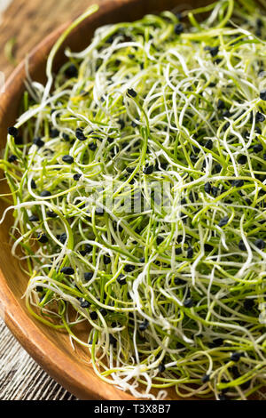 Raw Green Organic Onion Sprouts Ready to Eat Stock Photo